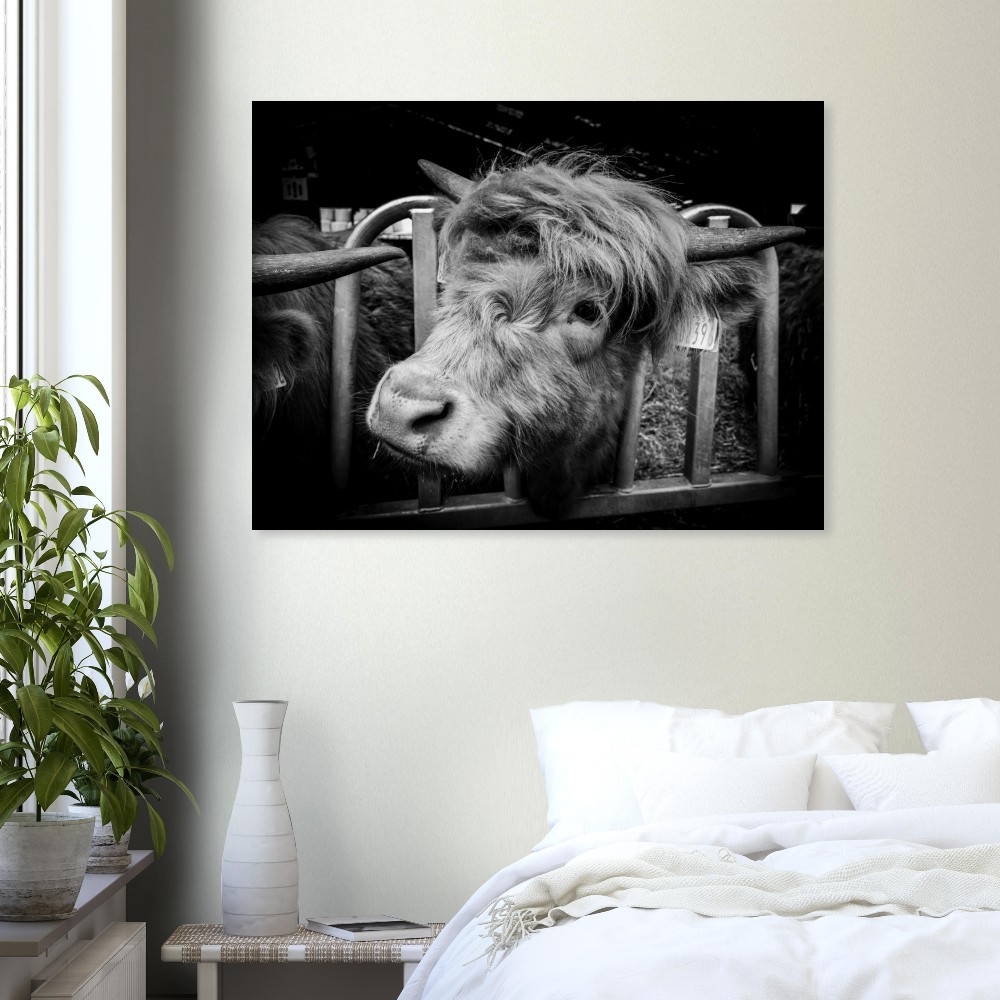 Highland Cow B&W - Fine Art Print - Image 2