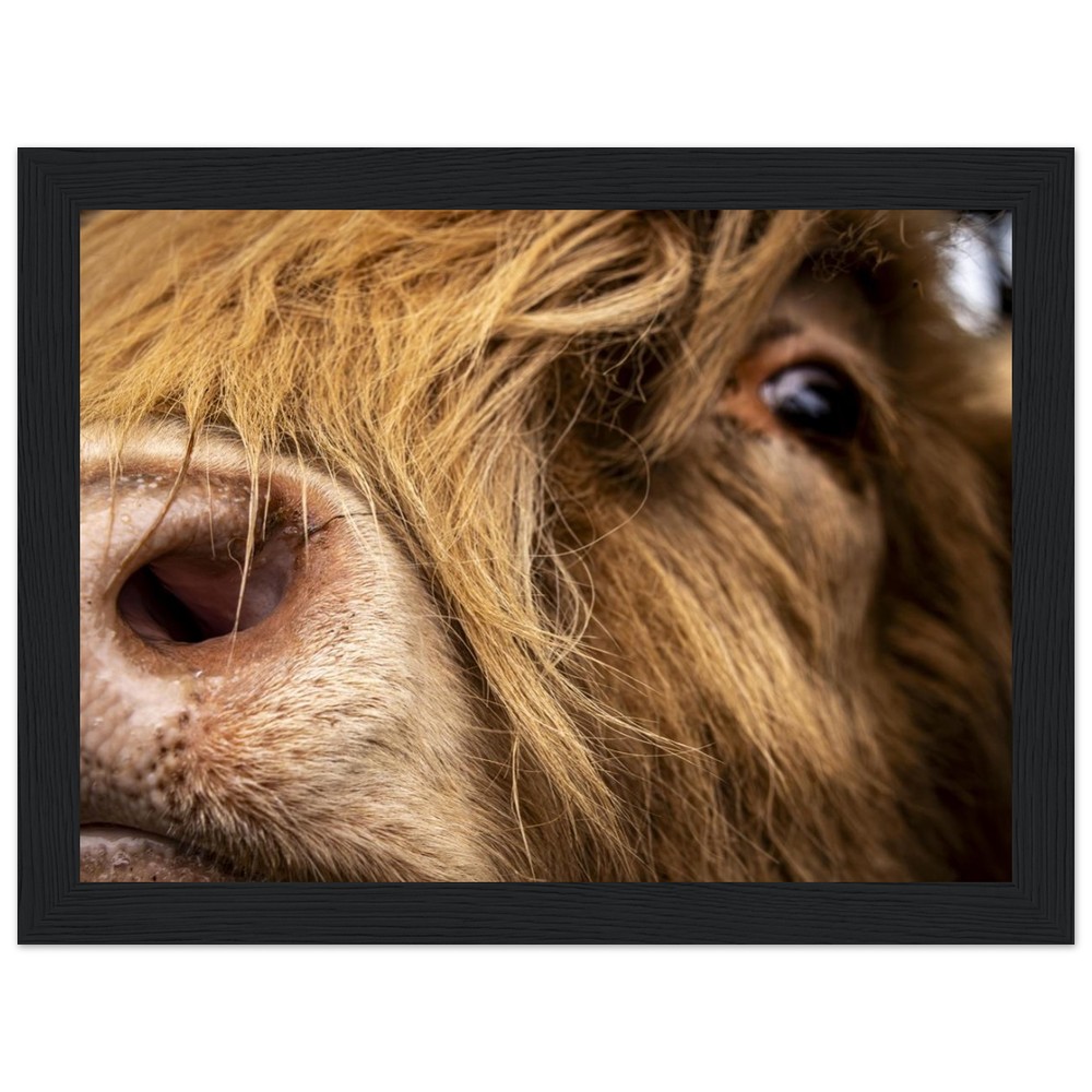 Highland Cow Nose - Wooden Framed Print - Image 8