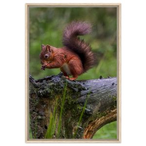 Red Squirrel - Framed Canvas