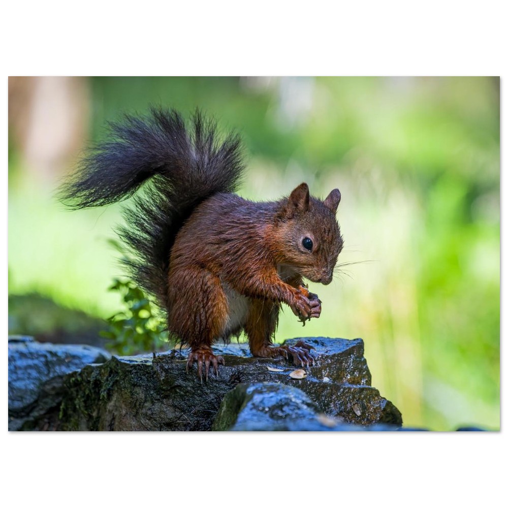 Squirrel With An Acorn - Fine Art Print - Image 7