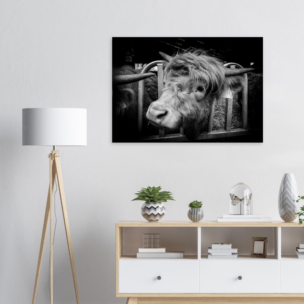 Highland cow B&W - Aluminum Fine Art Print - Image 2